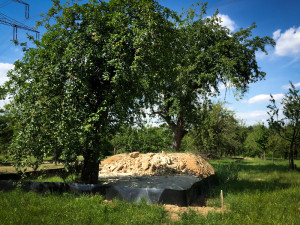 Gelbmöstler Birnenbaum; Eidechsen Sammel Aktion